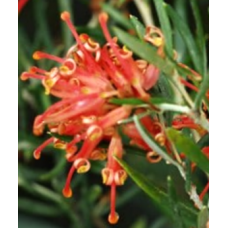 Grevillea Poorinda Constance1 Plants Native Shrubs Orange Red Flowering Hardy Drought Frost Tough Bird Attracting juniperina victoriae 